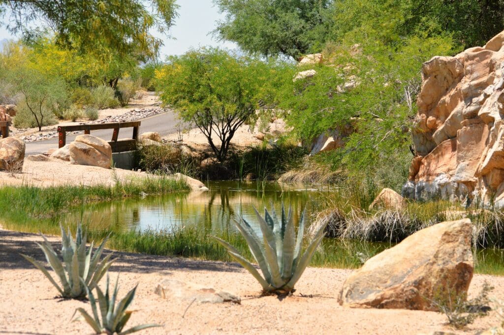 Chandler AZ desert landscape