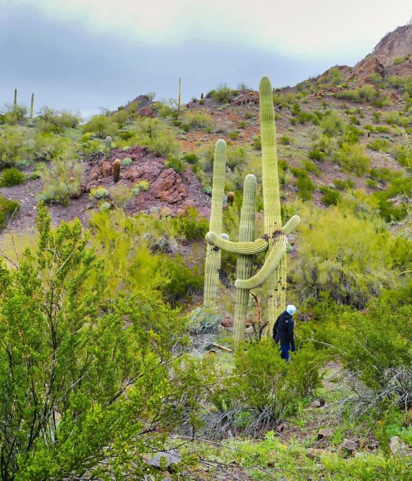 Desert,Landscape,With,Giant,Saguaros,And,Green,Vegetation,After,Winter Buckeye, AZ cactus